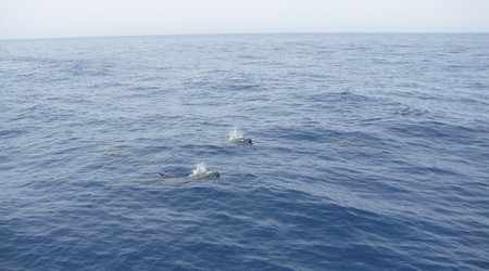 Delfiny – Playa de las americas, Hiszpania