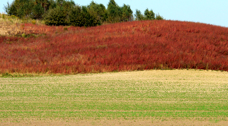 13 – Świdwin, Polska