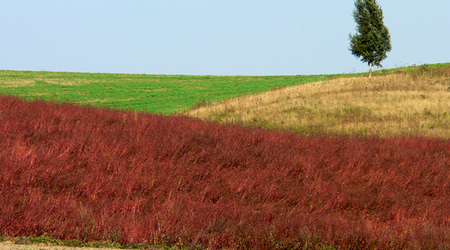 14 – Świdwin, Polska