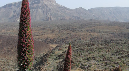 Parque del Teide – Vilaflor, Hiszpania