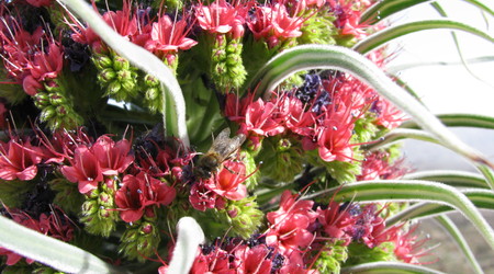Parque del Teide – Vilaflor, Hiszpania
