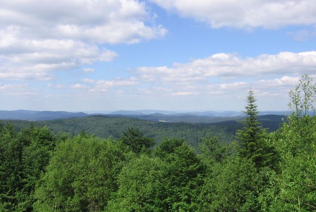 Krynica