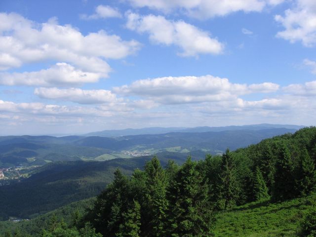 Krynica