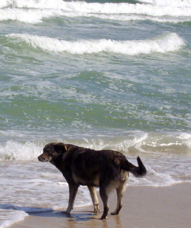 Na plaży w Warnie