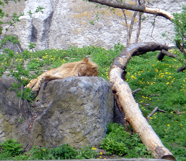Lew w Zoo
