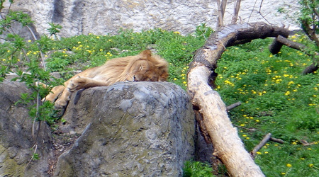 Lew w Zoo – Warszawa, Polska