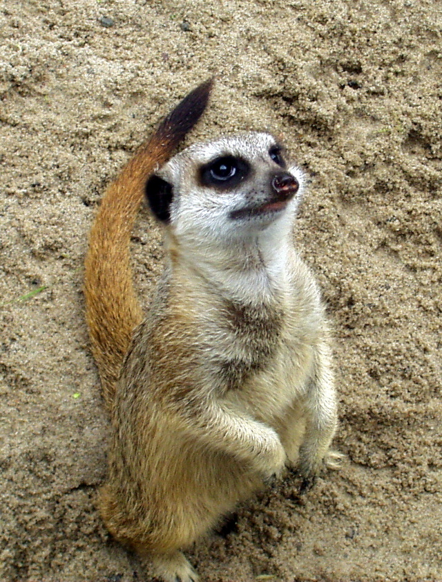 Surykatka w Zoo