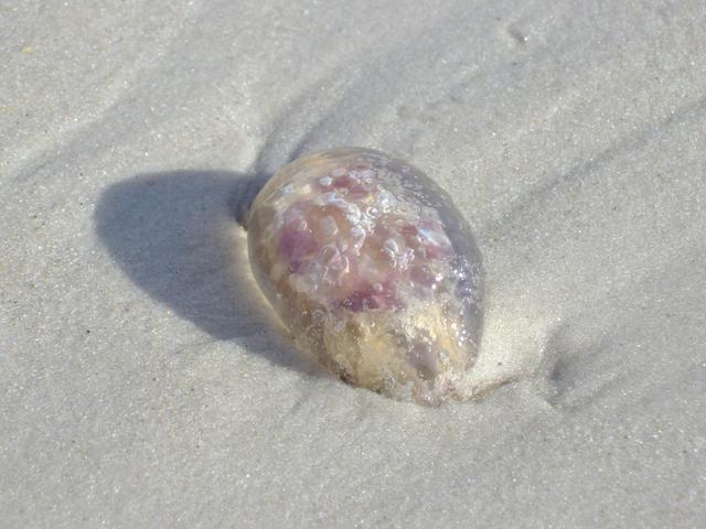 Meduza