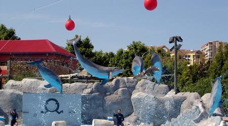 delfiny – Torremolinos, Hiszpania