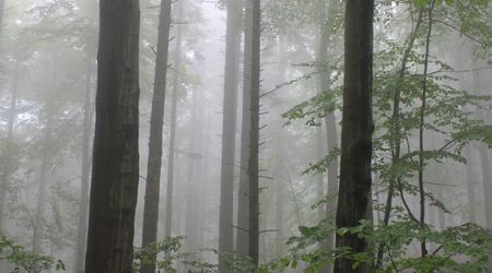 w drodze na Św. Krzyż4 – Święty Krzyż, Polska