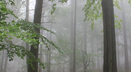 w drodze na Św. Krzyż – Święty Krzyż, Polska