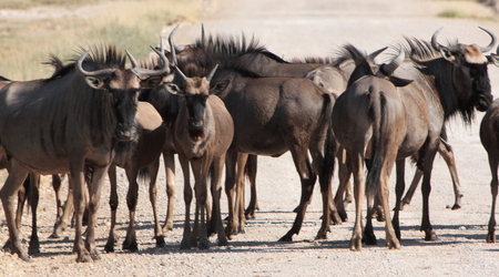 antylopa gnu, Etosha – Namibia