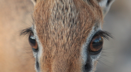 antylopa dik dik, Etosha – Namibia