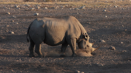 nosorożec czarny, Etosha – Namibia