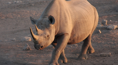 nosorożec czarny, Etosha – Namibia
