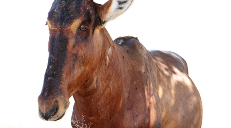 antylopa kama, Etosha – Namibia