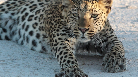 lampart, Etosha – Namibia