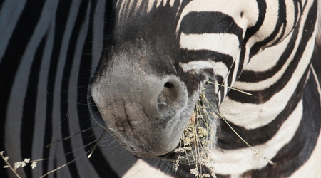 jaka zebra jest, każdy widzi, Etosha – Namibia