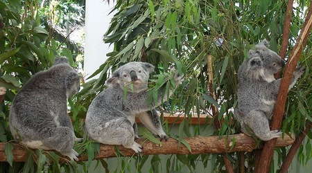 Misie w Lone Pine Koala Sanctuary – Brisbane, Australia