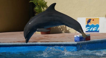 Delfin – Acapulco de Juárez, Meksyk