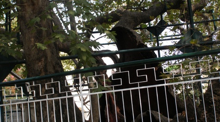 miasto Kos- staruszek platan – Grecja