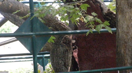 miasto Kos- staruszek platan – Grecja