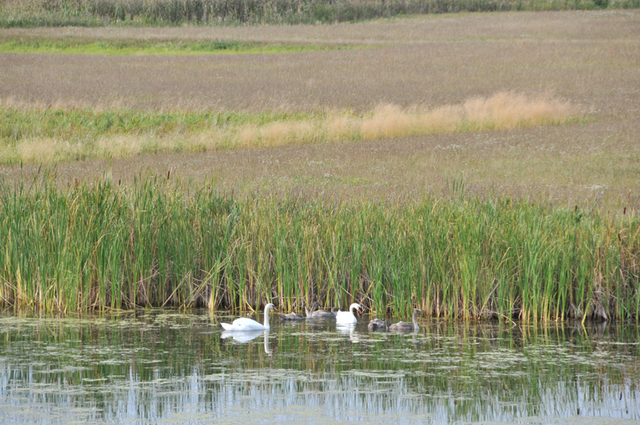 Worlitz park  28 