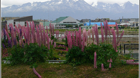 Argentyna 0095 – Ushuaia