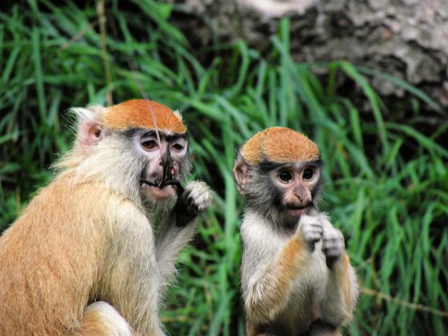 ZOO Oliwa