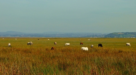 Dzikie konie na Landimore Marsh – Wielka Brytania