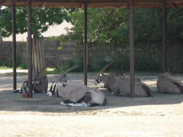 Dvůr Králové -Zoo