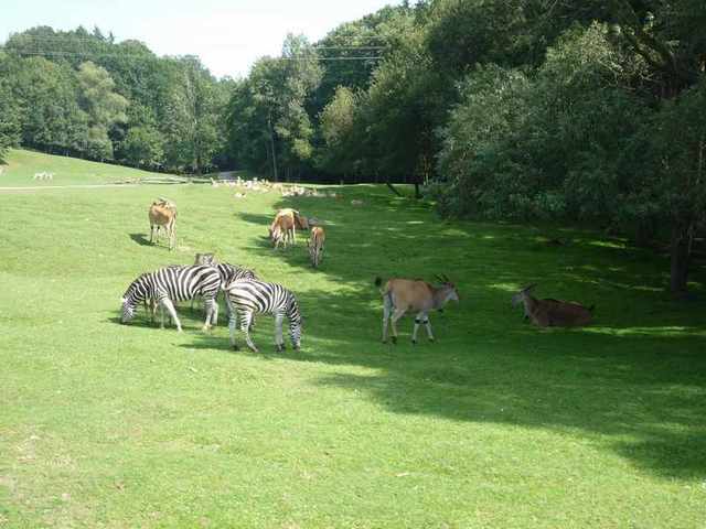 Dvůr Králové -Zoo