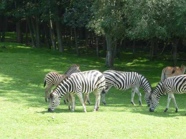 Dvůr Králové -Zoo