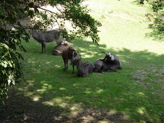 Dvůr Králové -Zoo