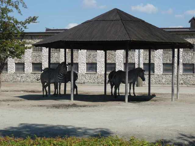 Dvůr Králové -Zoo