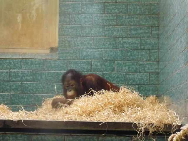 Dvůr Králové -Zoo