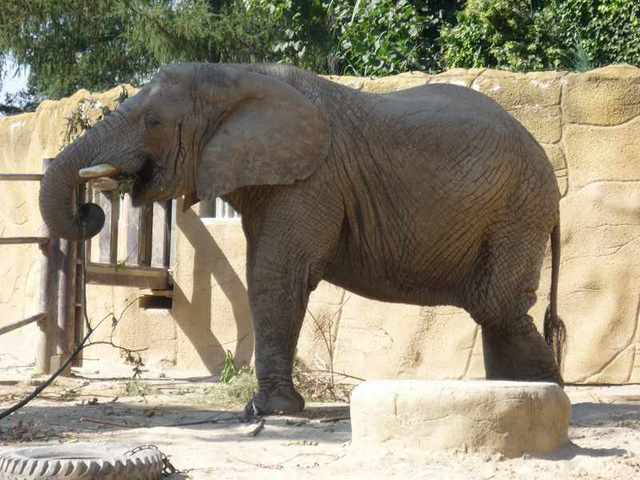 Dvůr Králové -Zoo