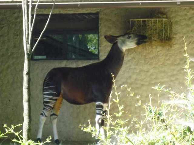 Dvůr Králové -Zoo