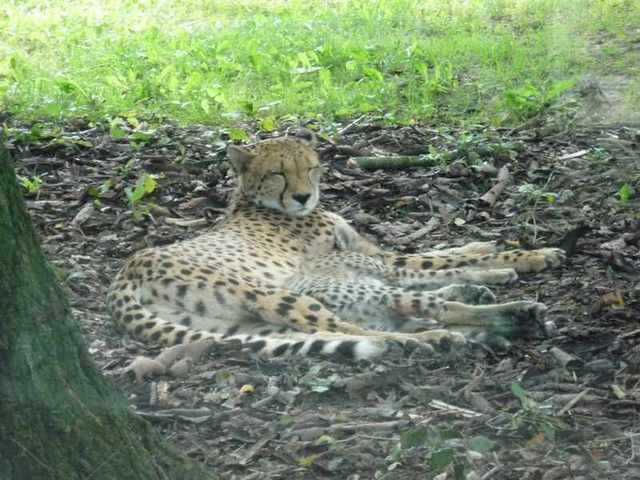 Dvůr Králové -Zoo