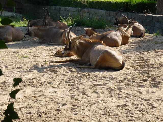 Dvůr Králové -Zoo