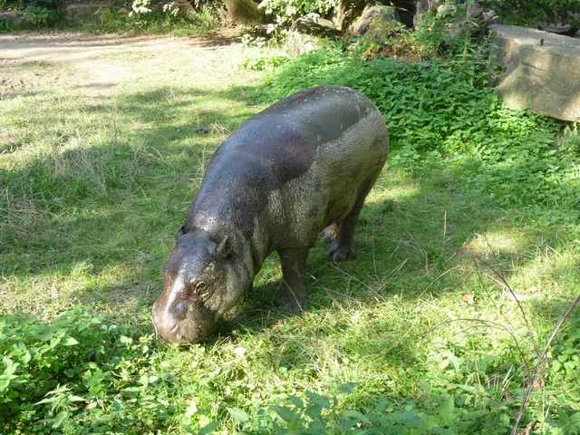 Dvůr Králové -Zoo