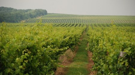 winnice – Góry bukowe, Węgry