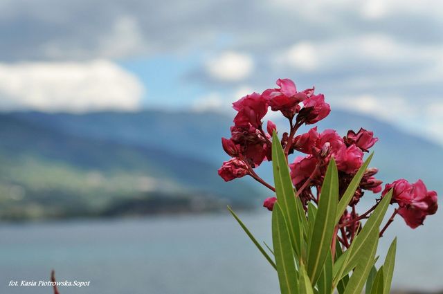 Macedonia: Ohrid - jezioro jak morze.....