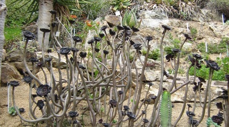 Ogród botaniczny - Marimurtra – Blanes, Hiszpania