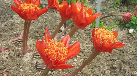 Ogród botaniczny - Marimurtra – Blanes, Hiszpania