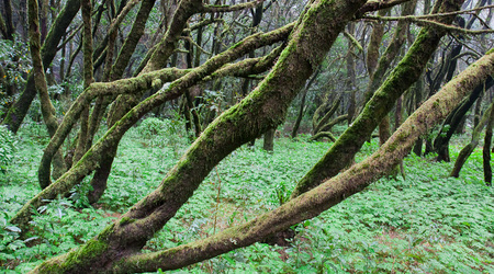 ukosem – La gomera, Hiszpania
