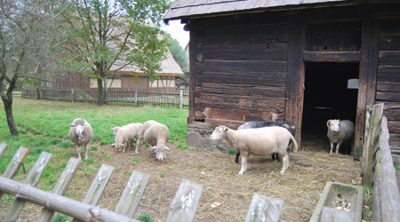 zwierzęta – Zielona Góra, Polska