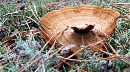 Zbaszyn grzyby08 – Zbąszyń, Polska
