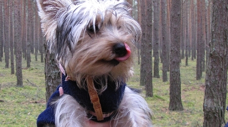 Zbaszyn grzyby53 – Zbąszyń, Polska