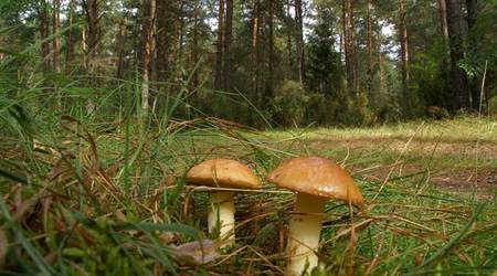 Podlasie – Polska